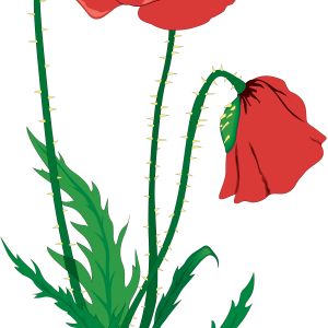 Poppy flower PNG