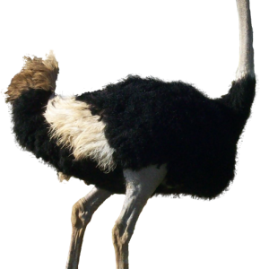 Ostrich PNG