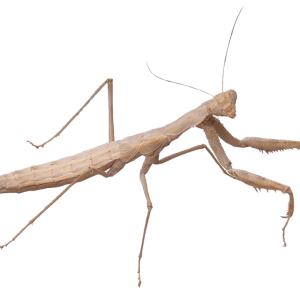 Mantis PNG