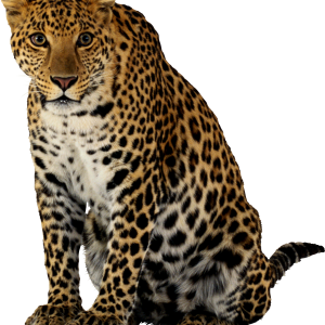 Cheetah PNG