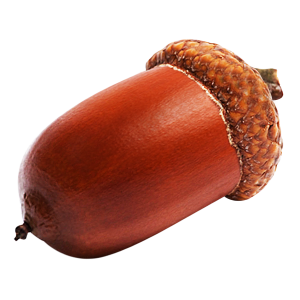 Acorn PNG image