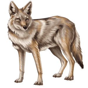 Jackal, coyote PNG