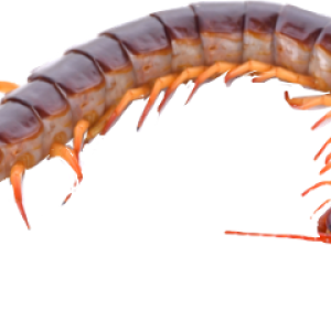 Centipede PNG