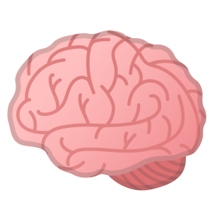 Brain PNG