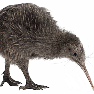 Kiwi bird PNG