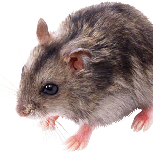 little mouse, rat PNG image