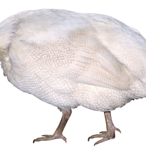 Turkey bird PNG