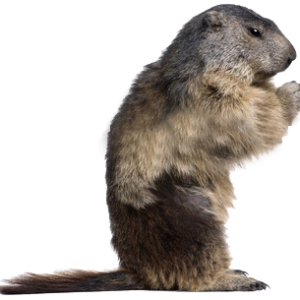 Beaver PNG