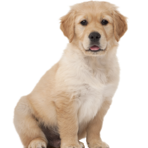 Labrador Retriever PNG