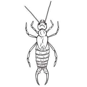 Earwig PNG