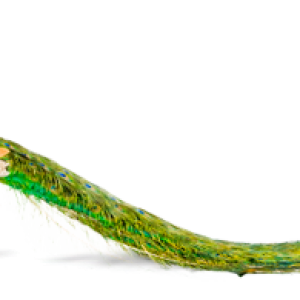 Peacock PNG