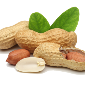 Peanut PNG