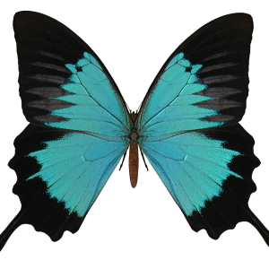Butterfly PNG image