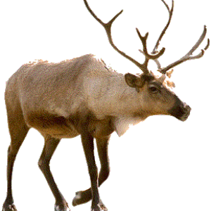 Santa Claus's reindeer PNG