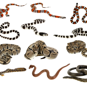 Snakes clipart PNG images
