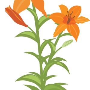 Lilium PNG
