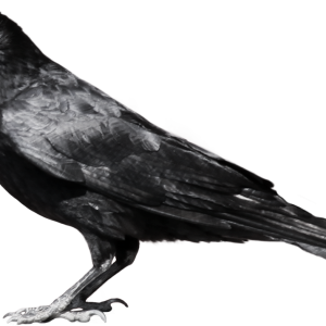 Crow PNG image