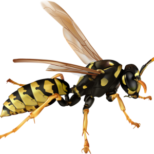 Wasp PNG