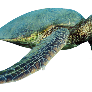 Turtle PNG