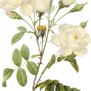 White rose PNG image, flower white rose PNG picture