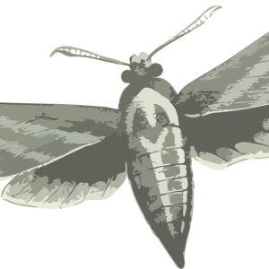 Moth PNG