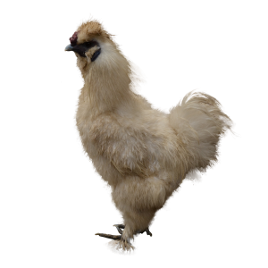 Chicken PNG image