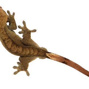 Gecko PNG