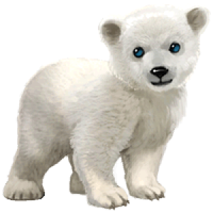 Polar white bear PNG