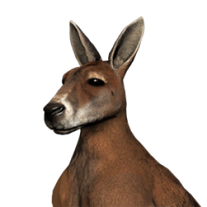 Kangaroo PNG