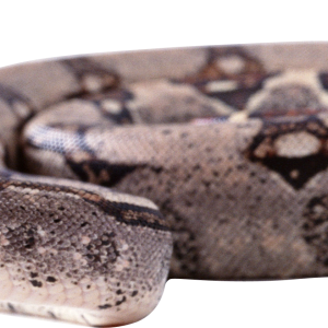 Snake PNG image picture download free
