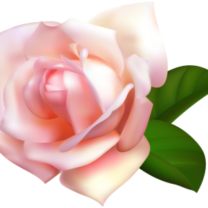Rose PNG