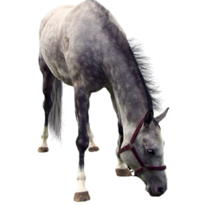 Horse png image