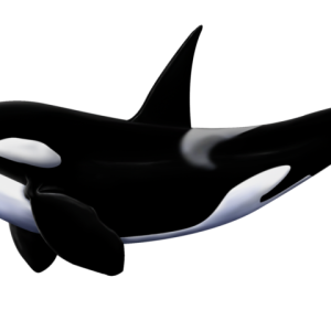 Killer whale PNG