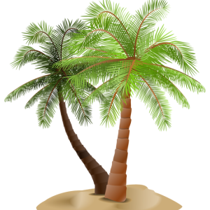 Palm tree PNG