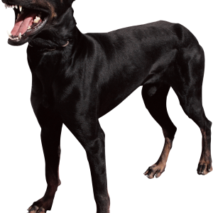 Dog PNG