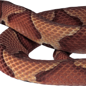 Snake PNG image picture download free