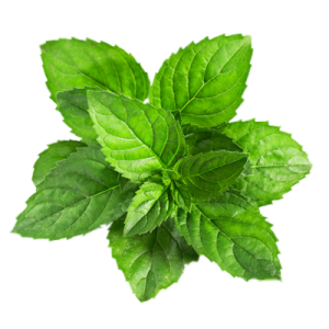 Pepermint PNG