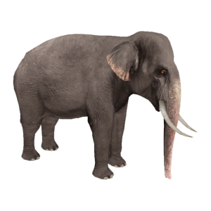 Elephant PNG
