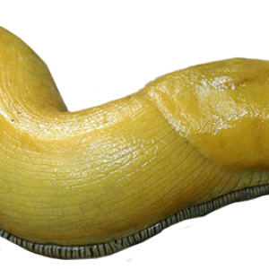 Slug PNG
