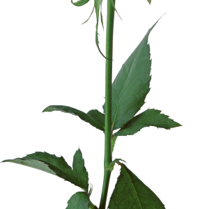 White rose PNG image, flower white rose PNG picture