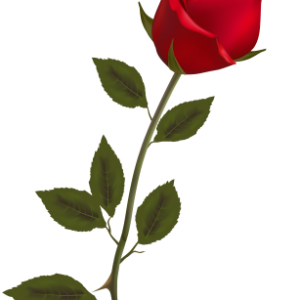 Rose PNG