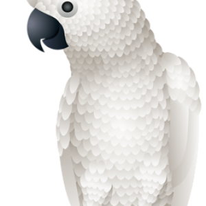 Parrot PNG image