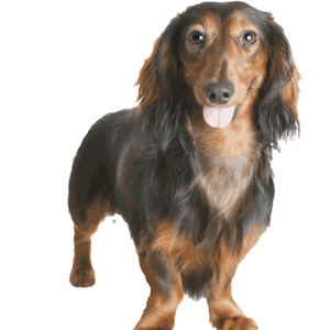 Dachshund PNG