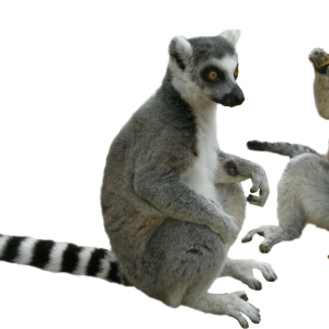 Lemur PNG