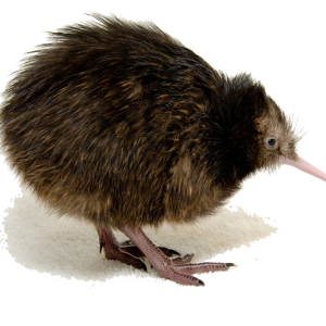Kiwi bird PNG