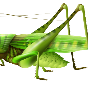 Grasshopper PNG