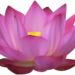 Lotus flower PNG