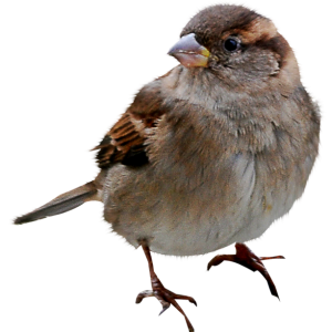 Sparrow PNG