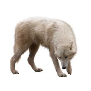 Wolf PNG