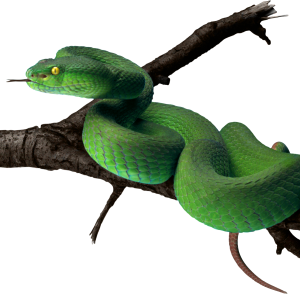 Green snake PNG image